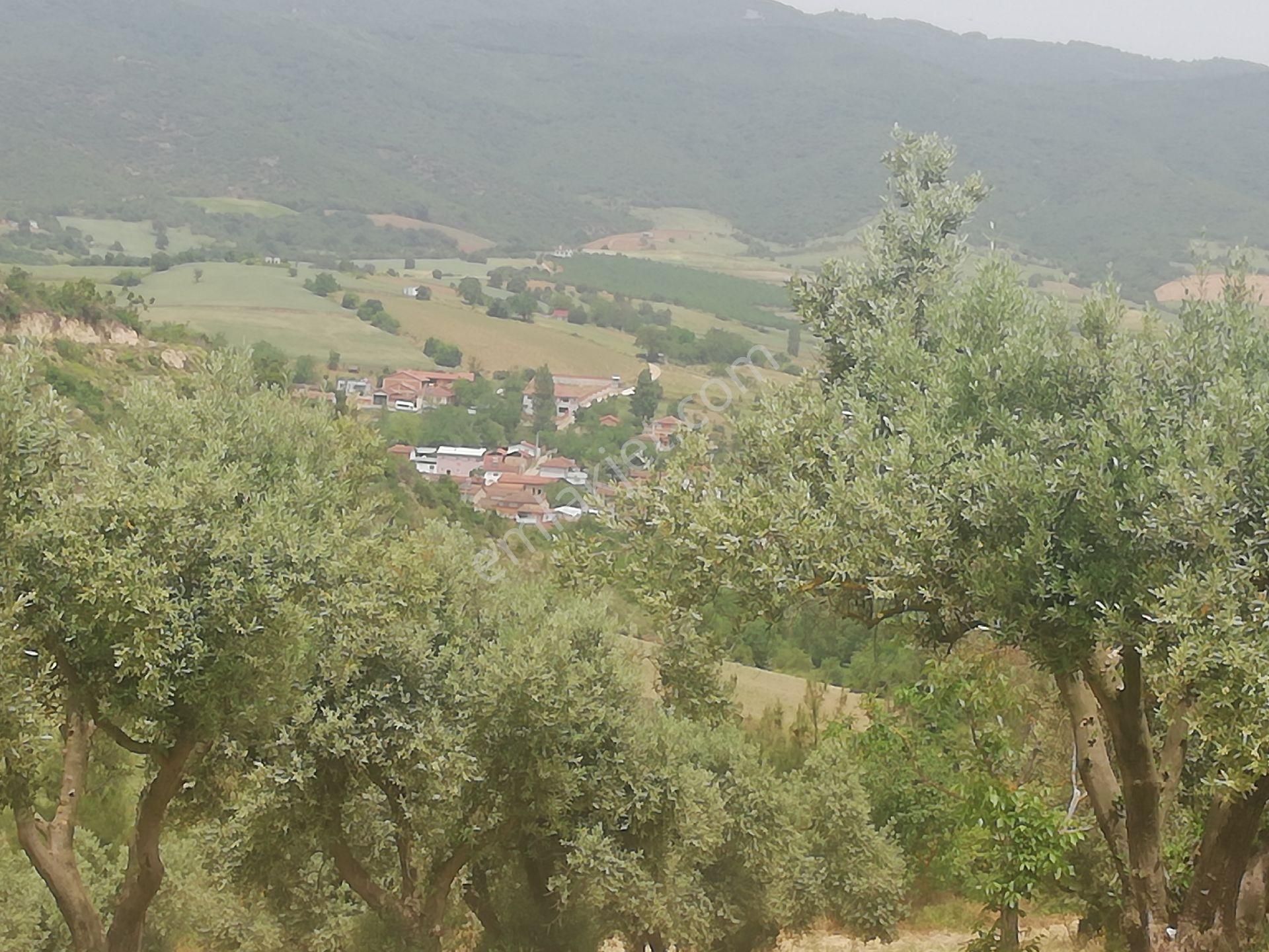 Bursa Yenısehır De Satilik Zeytın Bahcesı