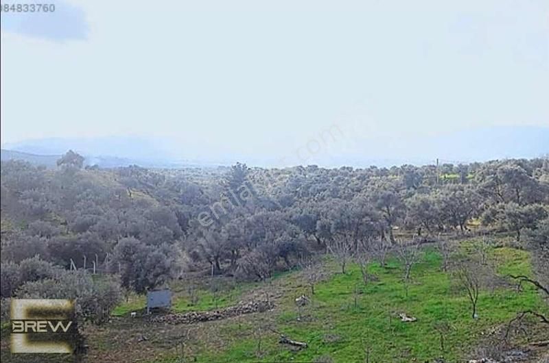 Brew Den 8573 M2 Zeytinlik