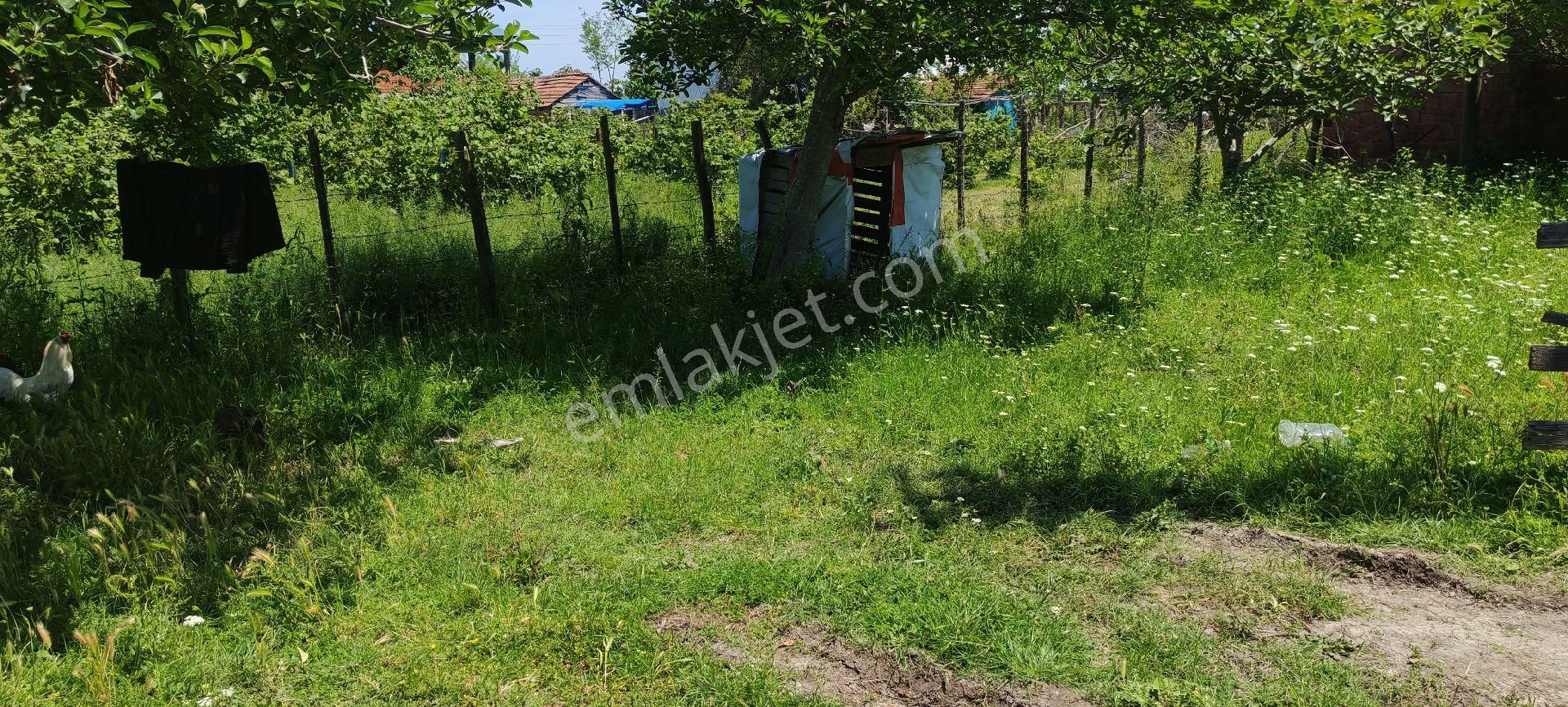 Samsun Çarşamba Sefalıda Evli Bahçe Satılıkdır - Görsel 7