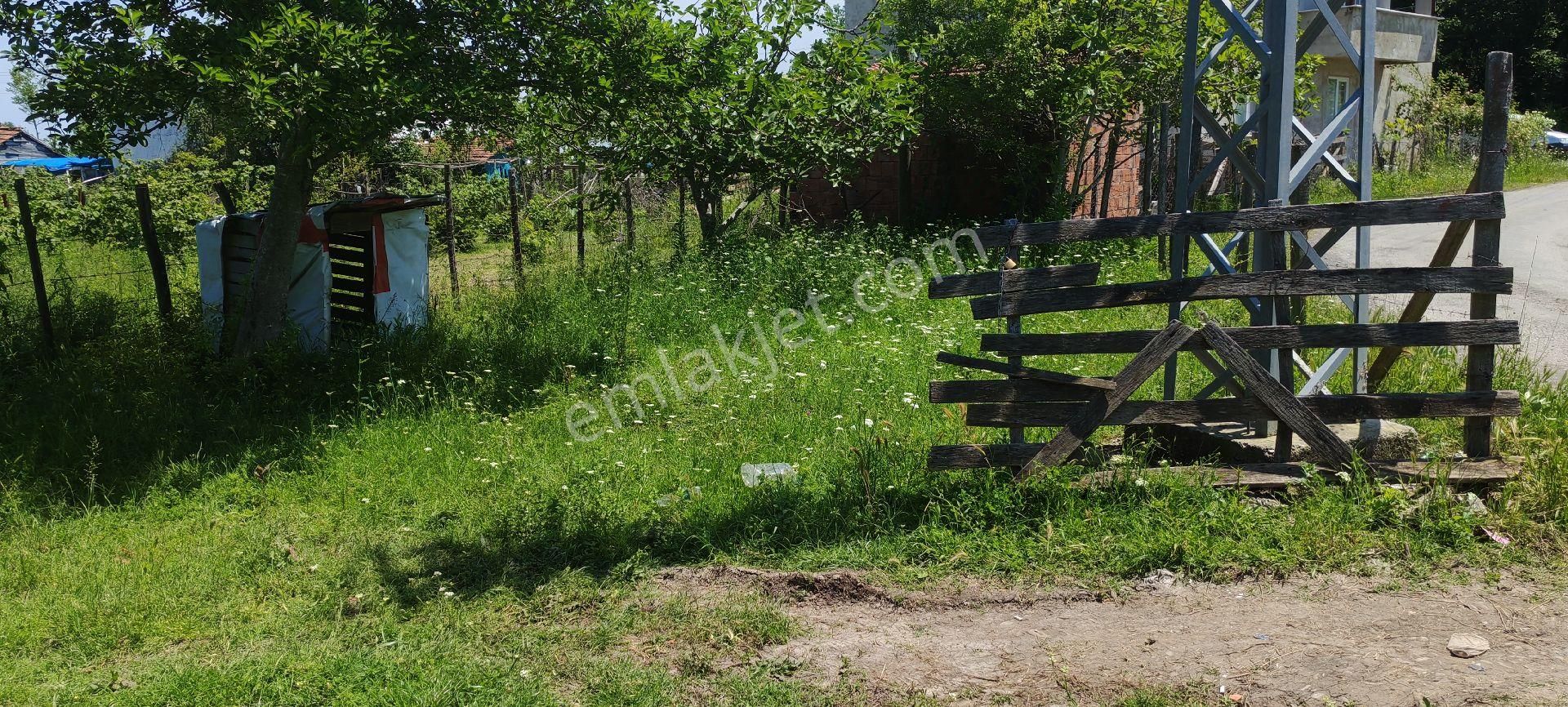 Samsun Çarşamba Sefalıda Evli Bahçe Satılıkdır - Görsel 5