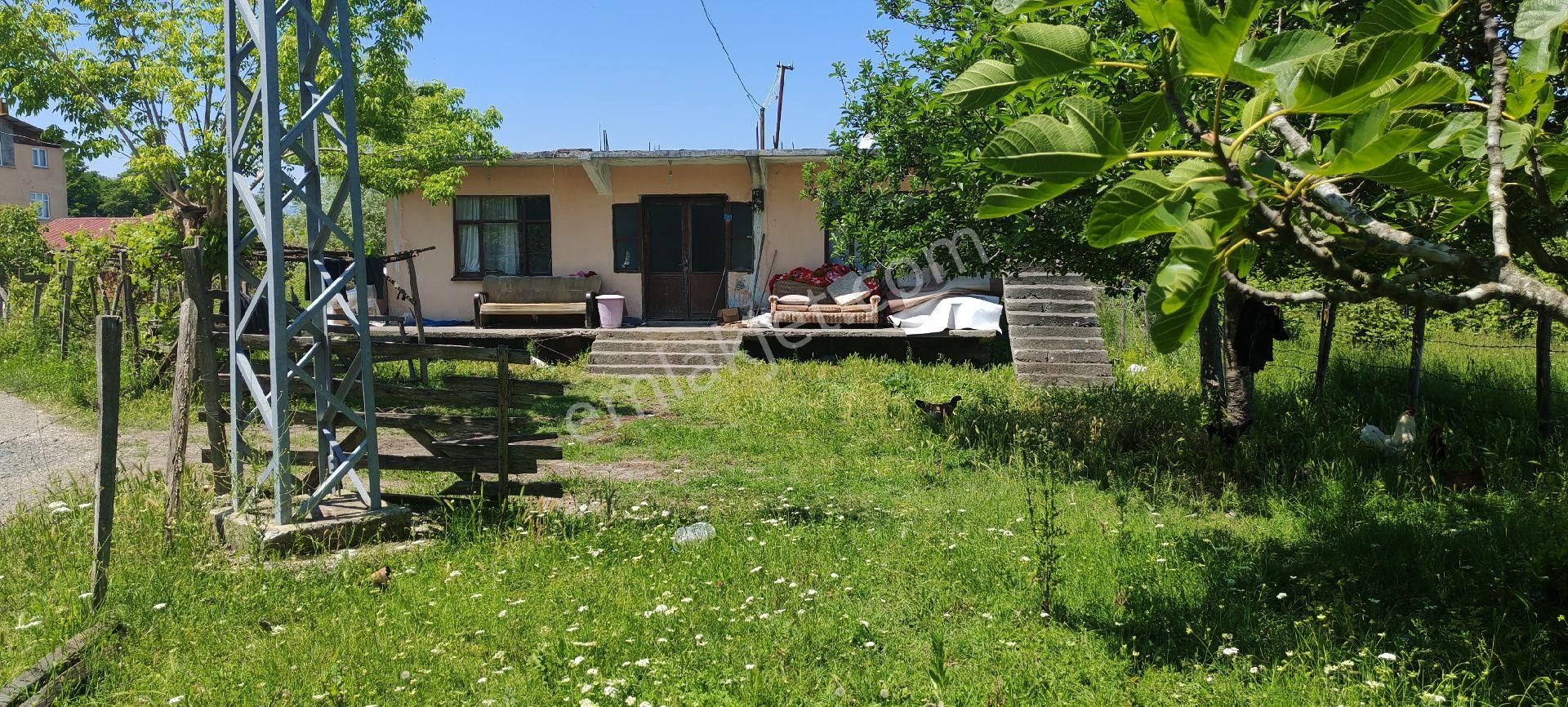 Samsun Çarşamba Sefalıda Evli Bahçe Satılıkdır - Görsel 2