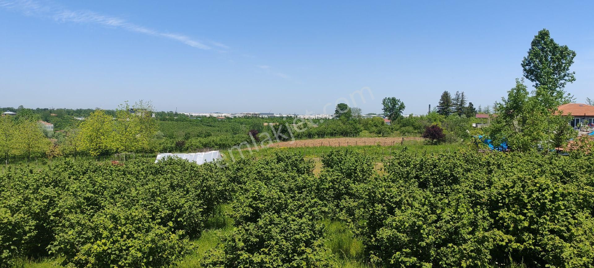 Samsun Çarşamba Sefalıda Evli Bahçe Satılıkdır - Görsel 11