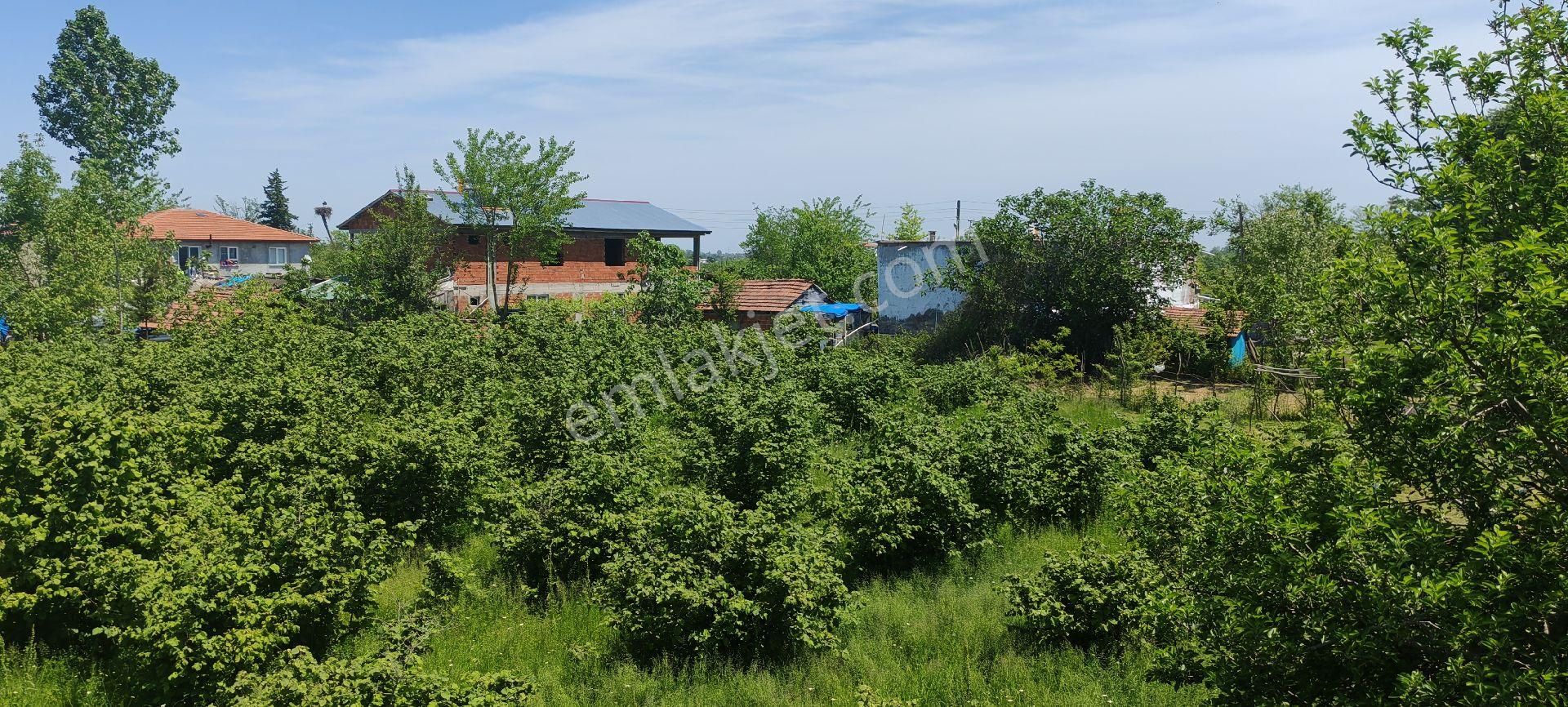 Samsun Çarşamba Sefalıda Evli Bahçe Satılıkdır - Görsel 10