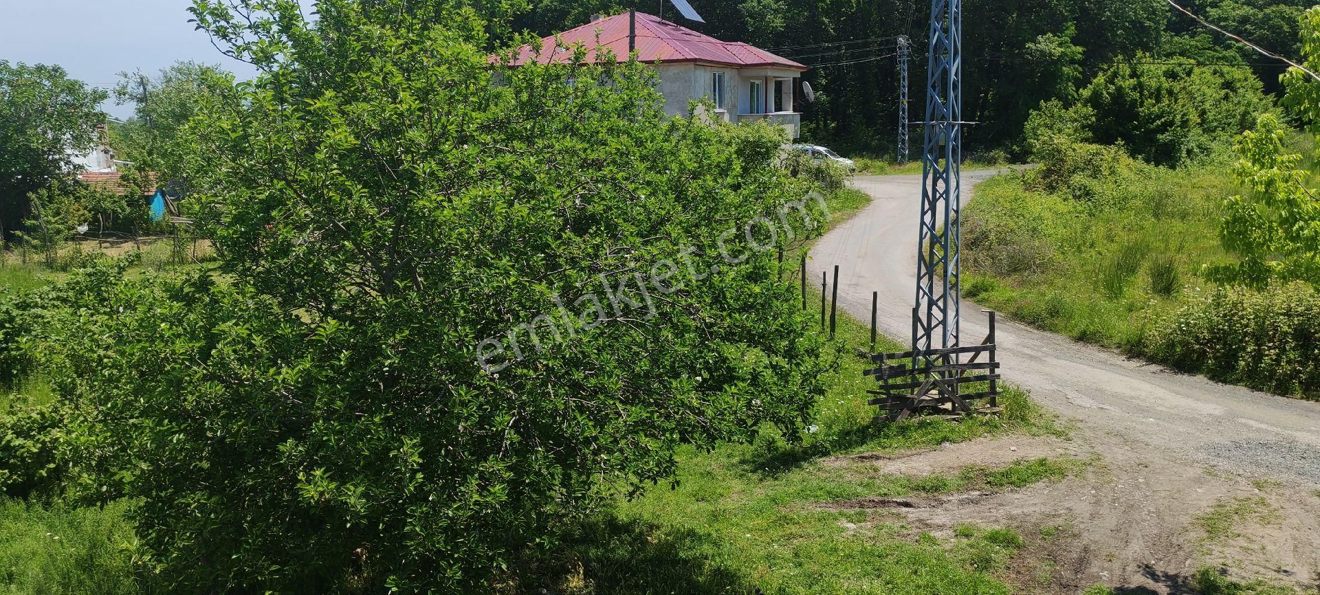 Samsun Çarşamba Sefalıda Evli Bahçe Satılıkdır - Görsel 9