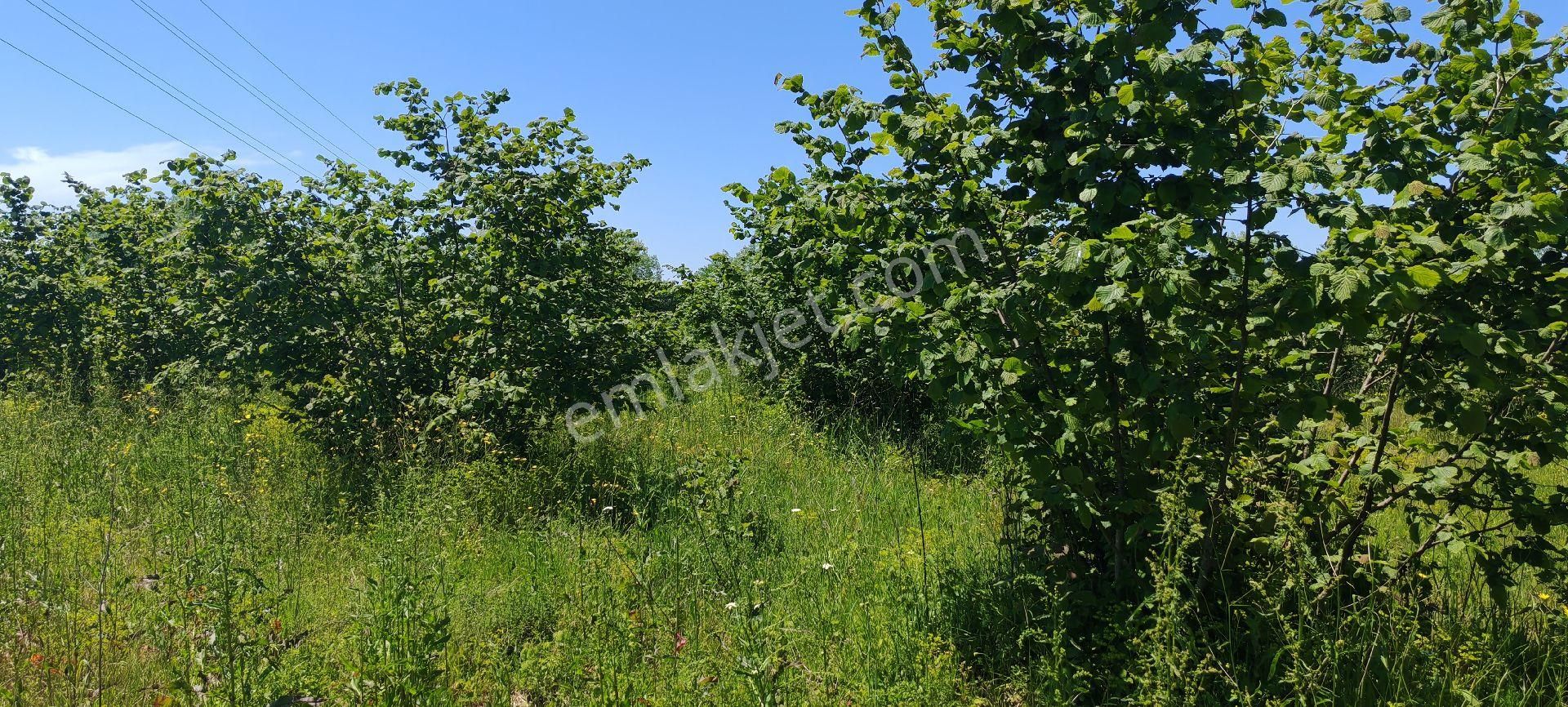 Samsun Terme Suayp Köyü Anayoluna Cephe Satilik Fındık Bahcesı - Görsel 7