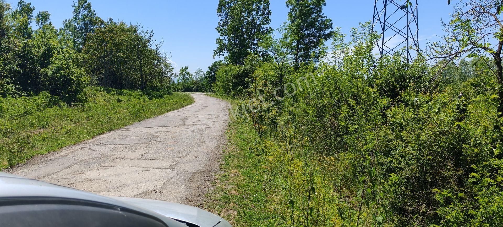Samsun Terme Suayp Köyü Anayoluna Cephe Satilik Fındık Bahcesı - Görsel 13