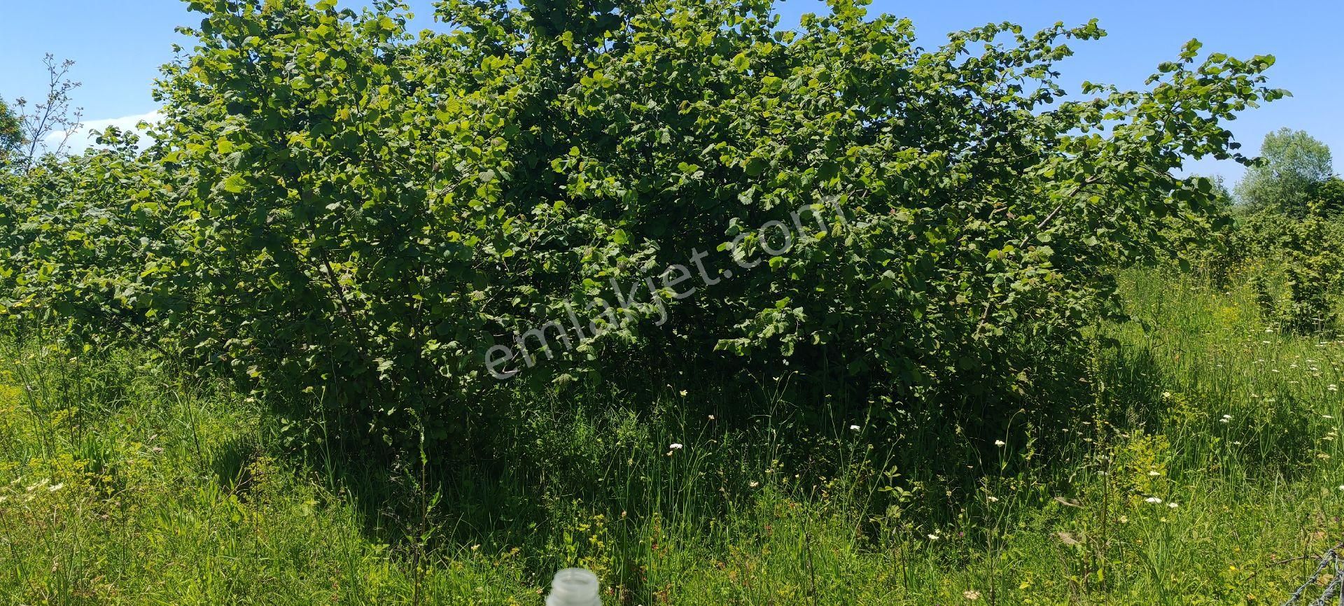 Samsun Terme Suayp Köyü Anayoluna Cephe Satilik Fındık Bahcesı - Görsel 6