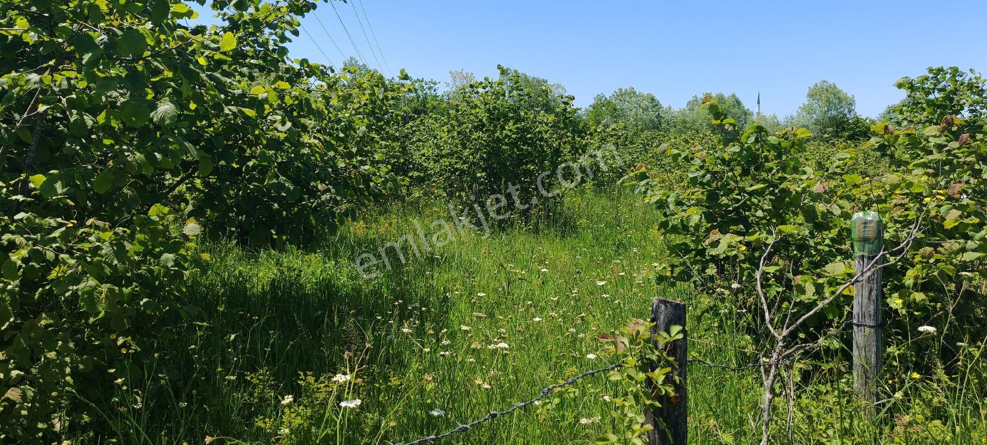 Samsun Terme Suayp Köyü Anayoluna Cephe Satilik Fındık Bahcesı - Görsel 4