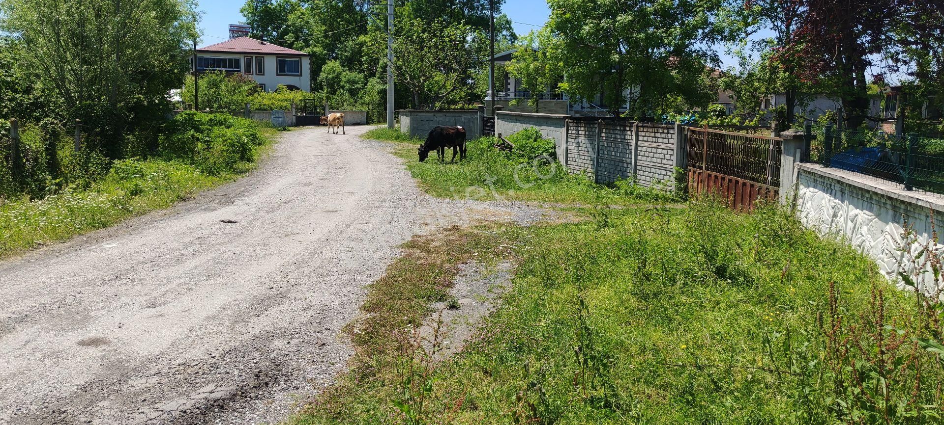 Samsun Terme Gundogdu Köyünde Satilik Evi Olan Cakiktak Fındık Bahcesı - Görsel 19