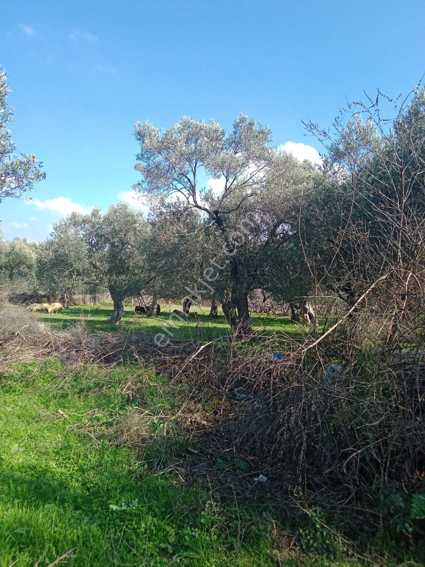 Burhaniye Kızıklıköyünde Kendi Yolu Olan İçinde Suyu Olan Zeytinlik Satılıktır - Görsel 8