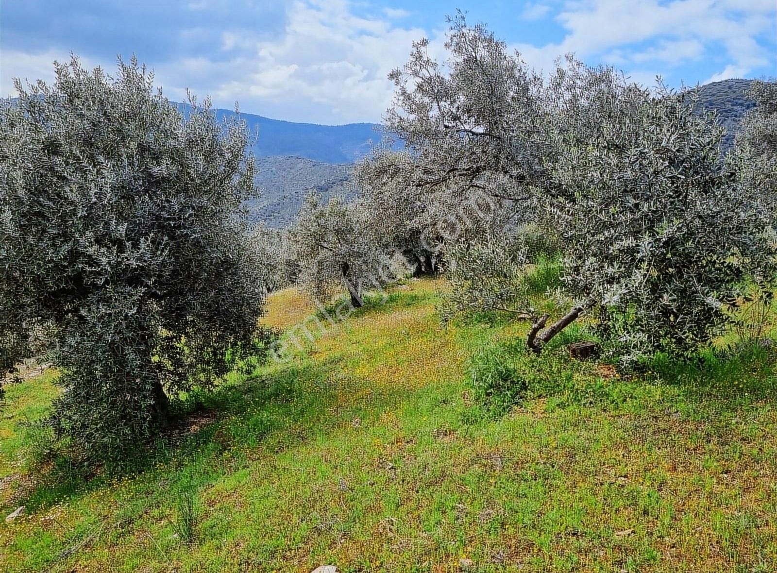 Bayındır Çamlıbel Köyünde 5.600 M2 Satılık Zeytin Bahçesi - Görsel 13