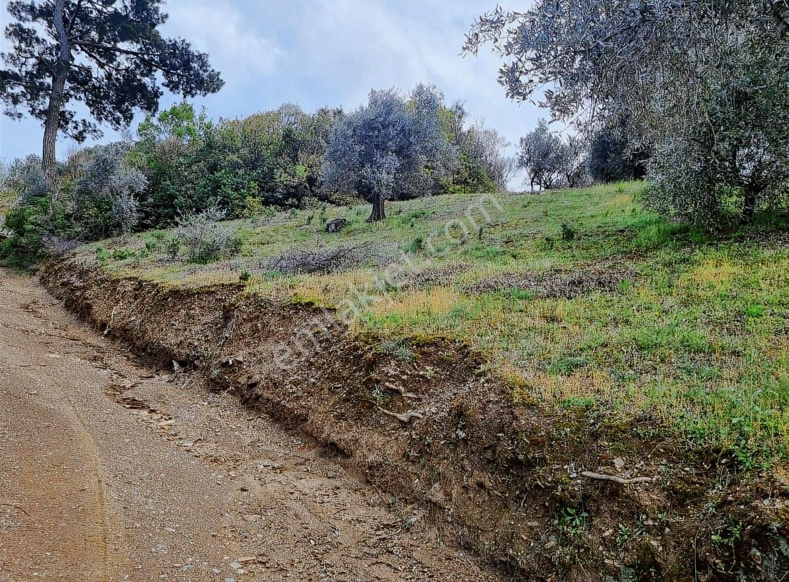 Bayındır Çamlıbel Köyünde 5.600 M2 Satılık Zeytin Bahçesi - Görsel 3