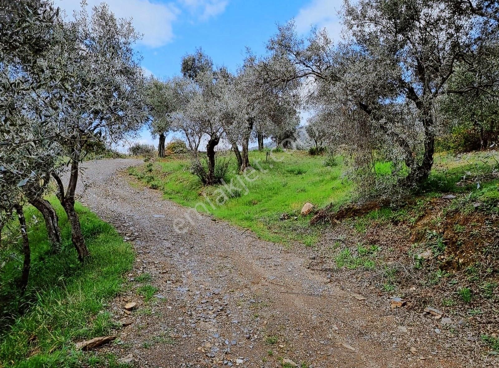 Bayındır Çamlıbel Köyünde 5.600 M2 Satılık Zeytin Bahçesi - Görsel 10
