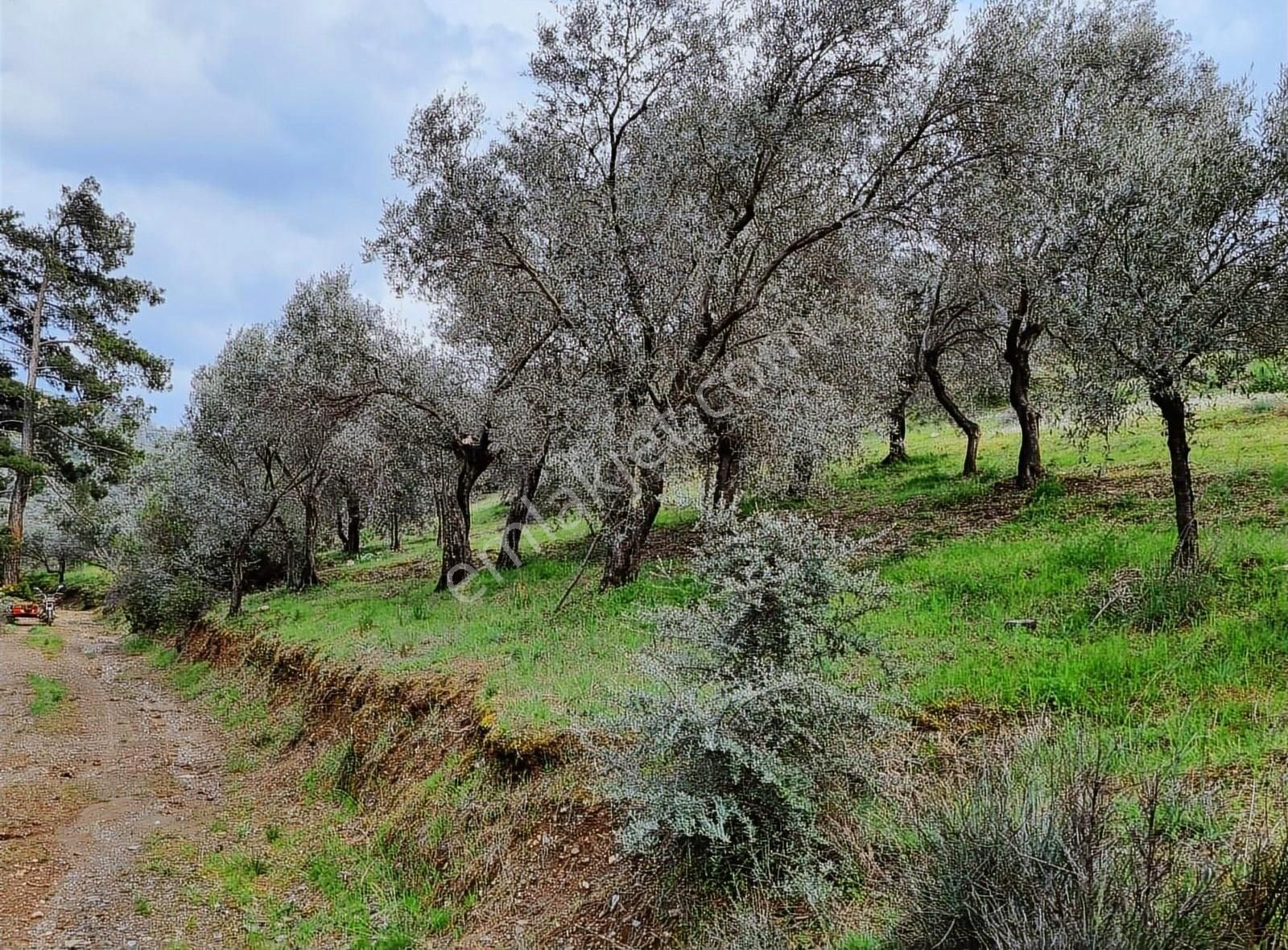 Bayındır Çamlıbel Köyünde 5.600 M2 Satılık Zeytin Bahçesi - Görsel 5