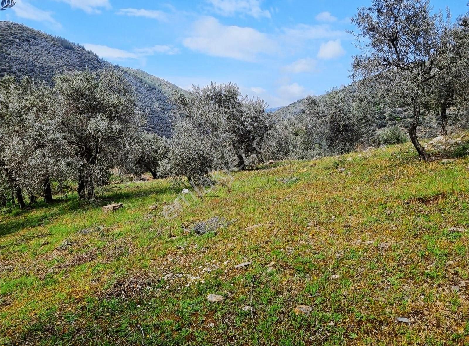 Bayındır Çamlıbel Köyünde 5.600 M2 Satılık Zeytin Bahçesi - Görsel 8