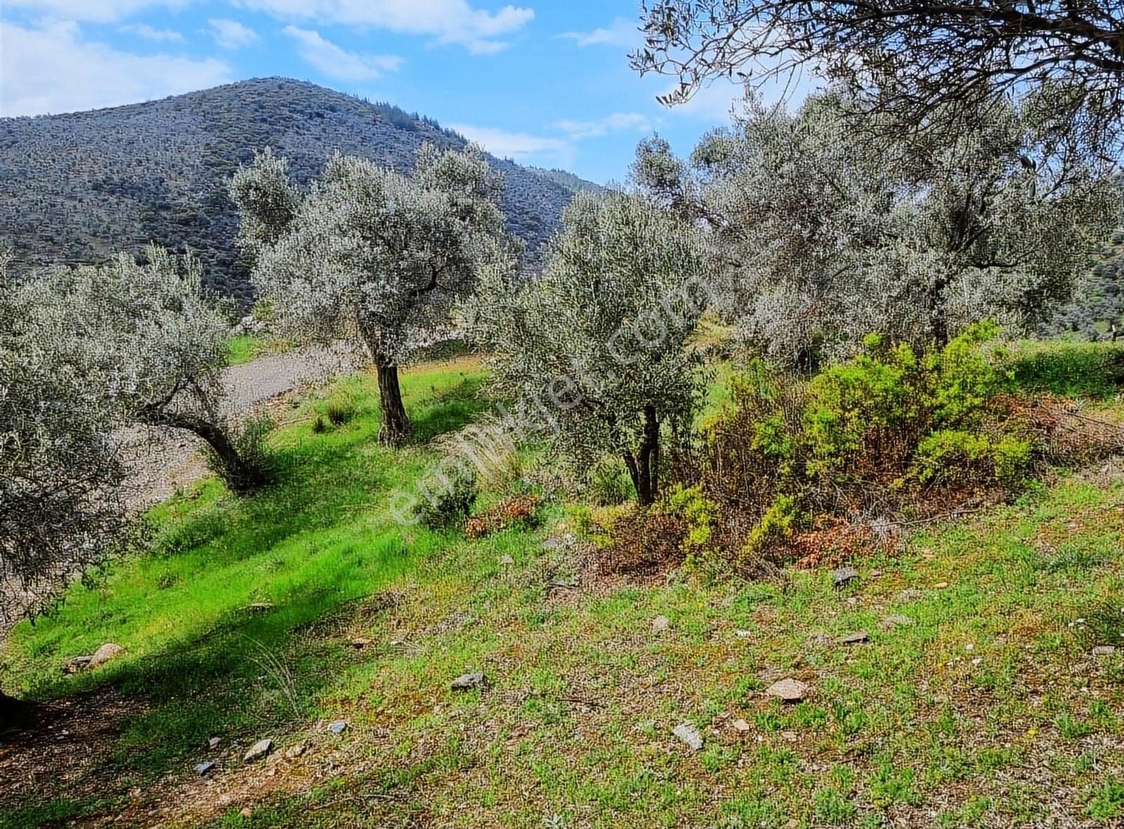 Bayındır Çamlıbel Köyünde 5.600 M2 Satılık Zeytin Bahçesi - Görsel 6