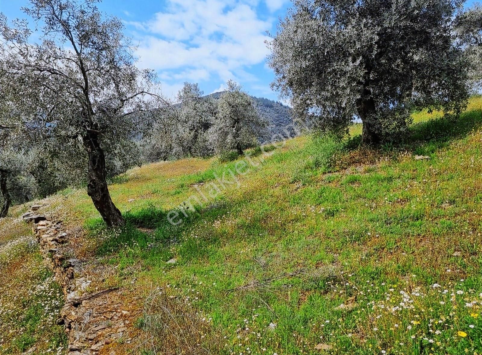 Bayındır Çamlıbel Köyünde 5.600 M2 Satılık Zeytin Bahçesi - Görsel 7