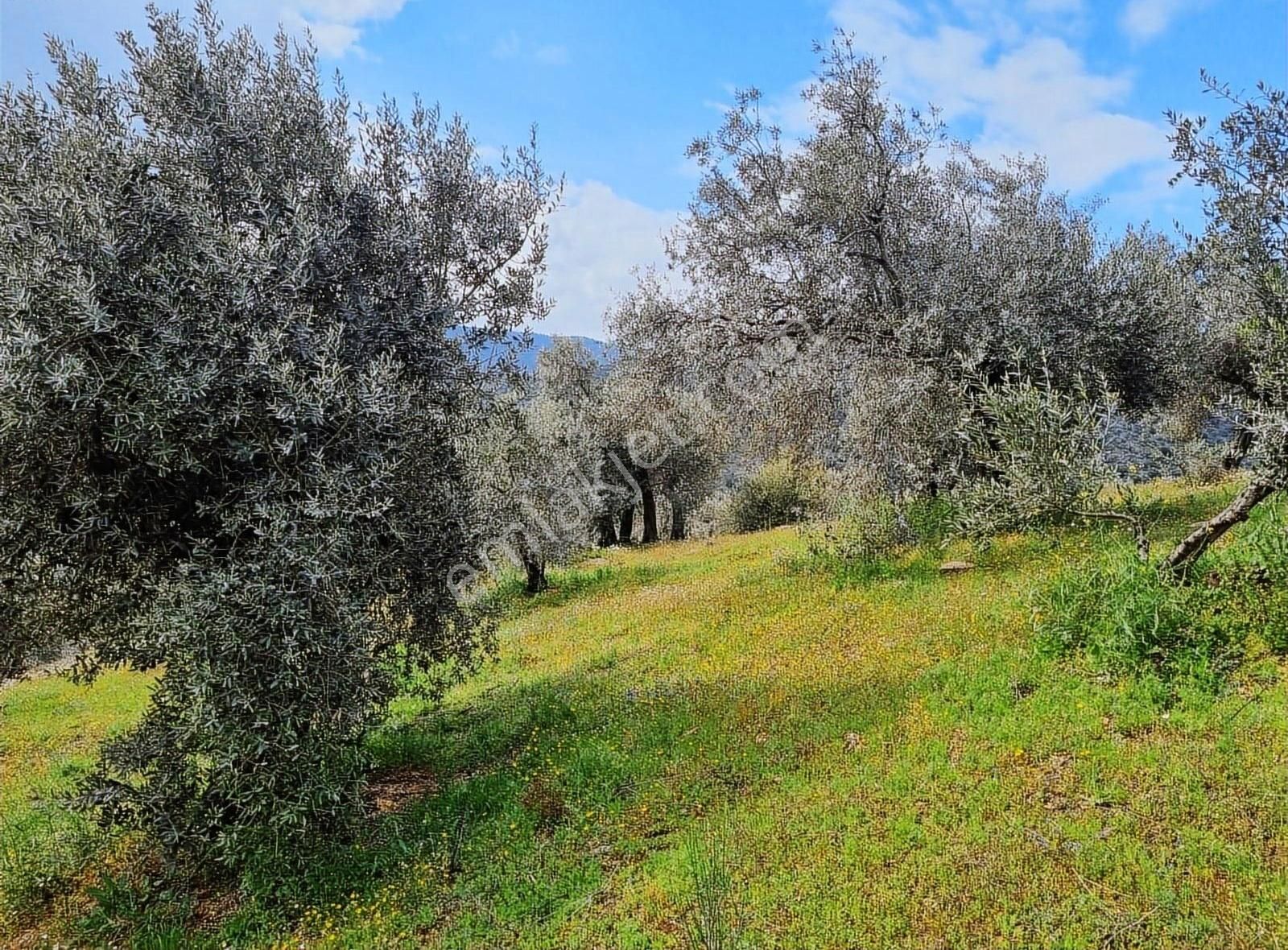Bayındır Çamlıbel Köyünde 5.600 M2 Satılık Zeytin Bahçesi - Görsel 2