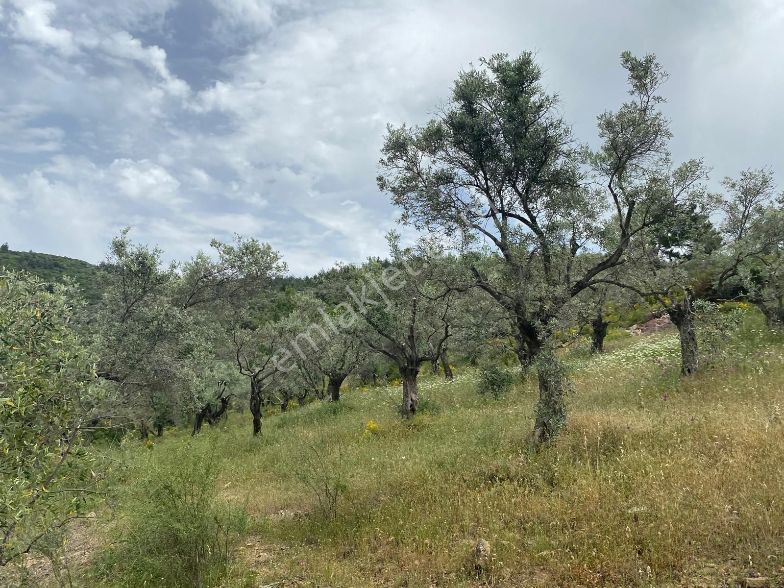 Torbalı Dirmil'de Tek Tapu Müstakil Parsel 1615m2 Zeytinlik Satılıktır