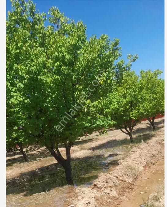 Epa Öz Yaşandam Hava Yolunda Satılık Kayısı Bahçesi
