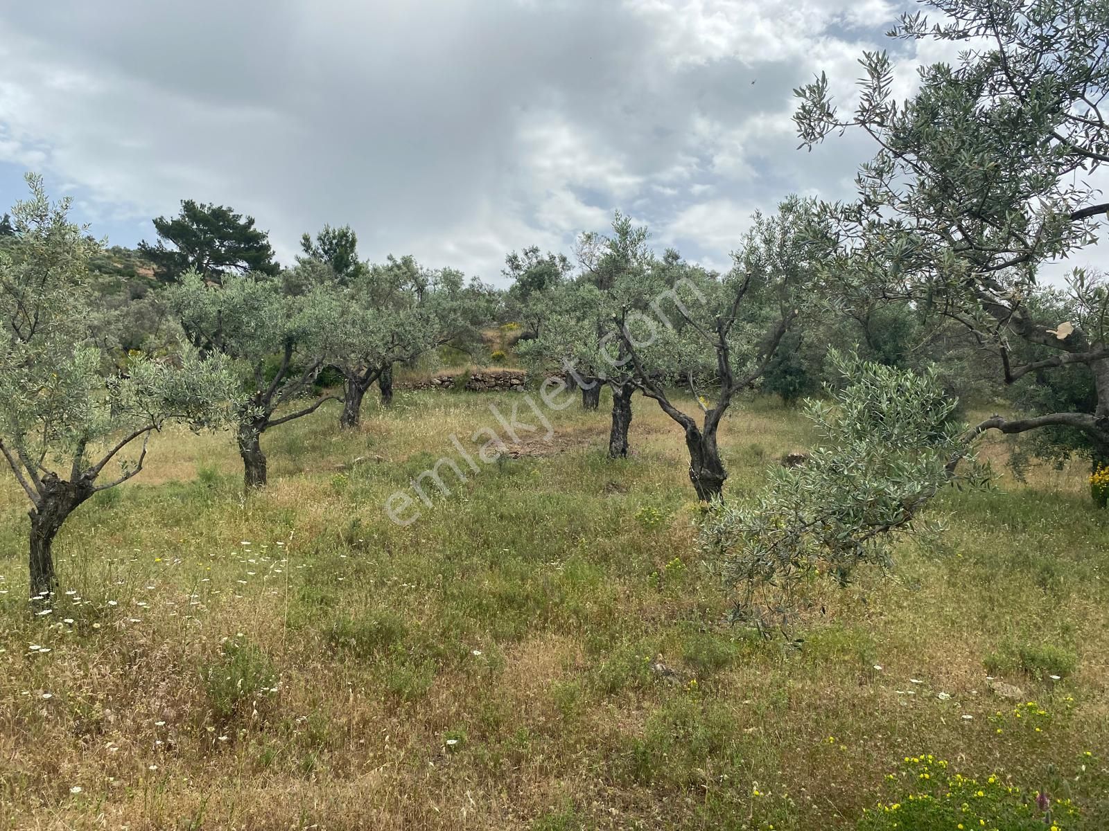 Torbalı Emlak'tan Dirmil'de 1615m2 Tek Tapu Müstakil Parsel Zeytinliğimiz Satılıktır - Görsel 2
