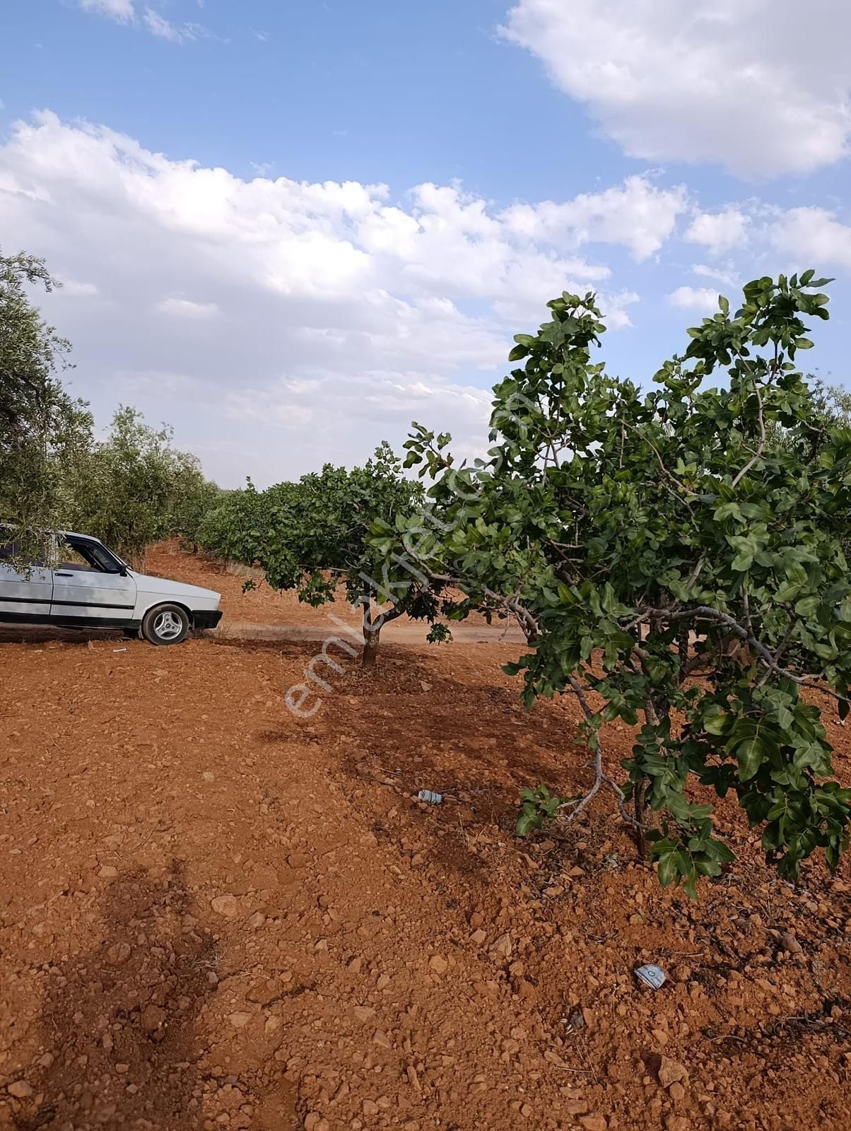 Uluyatır - Nizip 'de Satılık Asfalta 300 Metre, Kadastro Yoluna Sıfır Bağ Evlik Arazi.