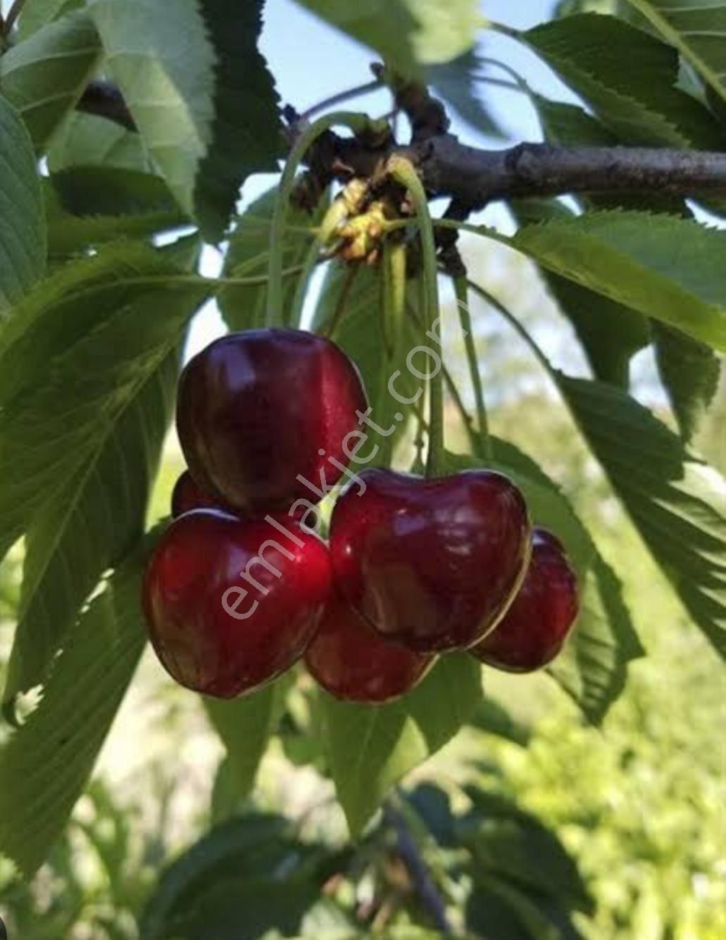 2 Katlı Evi Besihanesi Olan Yüksek Verimli Kiraz Bahçesi 🍒