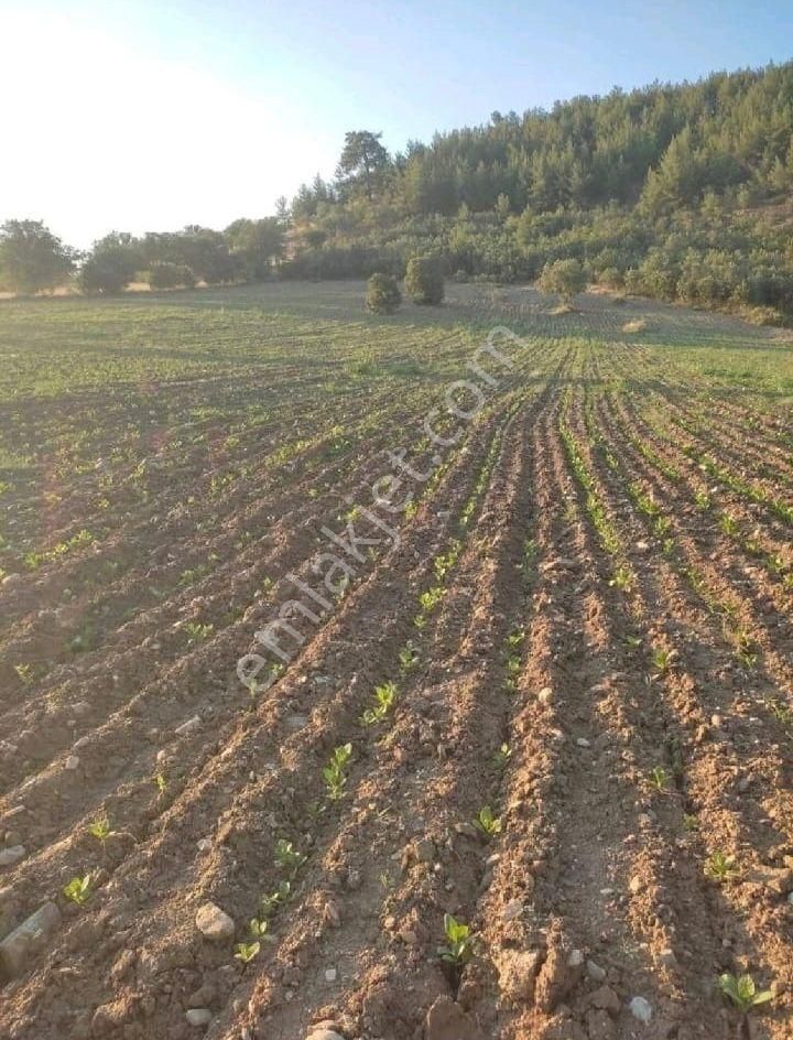 Manısa Demırcı Marmaracık’ta 3871 M² Tarla – Kaçırılmayacak Fırsat!