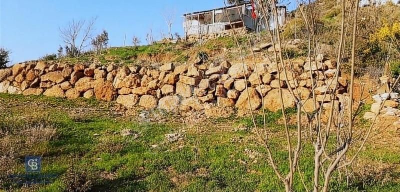 Seferihisar Orhanlı Köyünde Satılık Zeytinlik