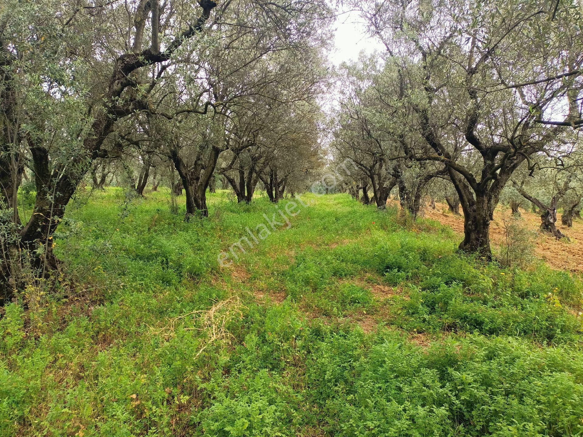 Gemlik Adliyede 3815m2 Yol Kenarı 150 Zeytin - Görsel 2