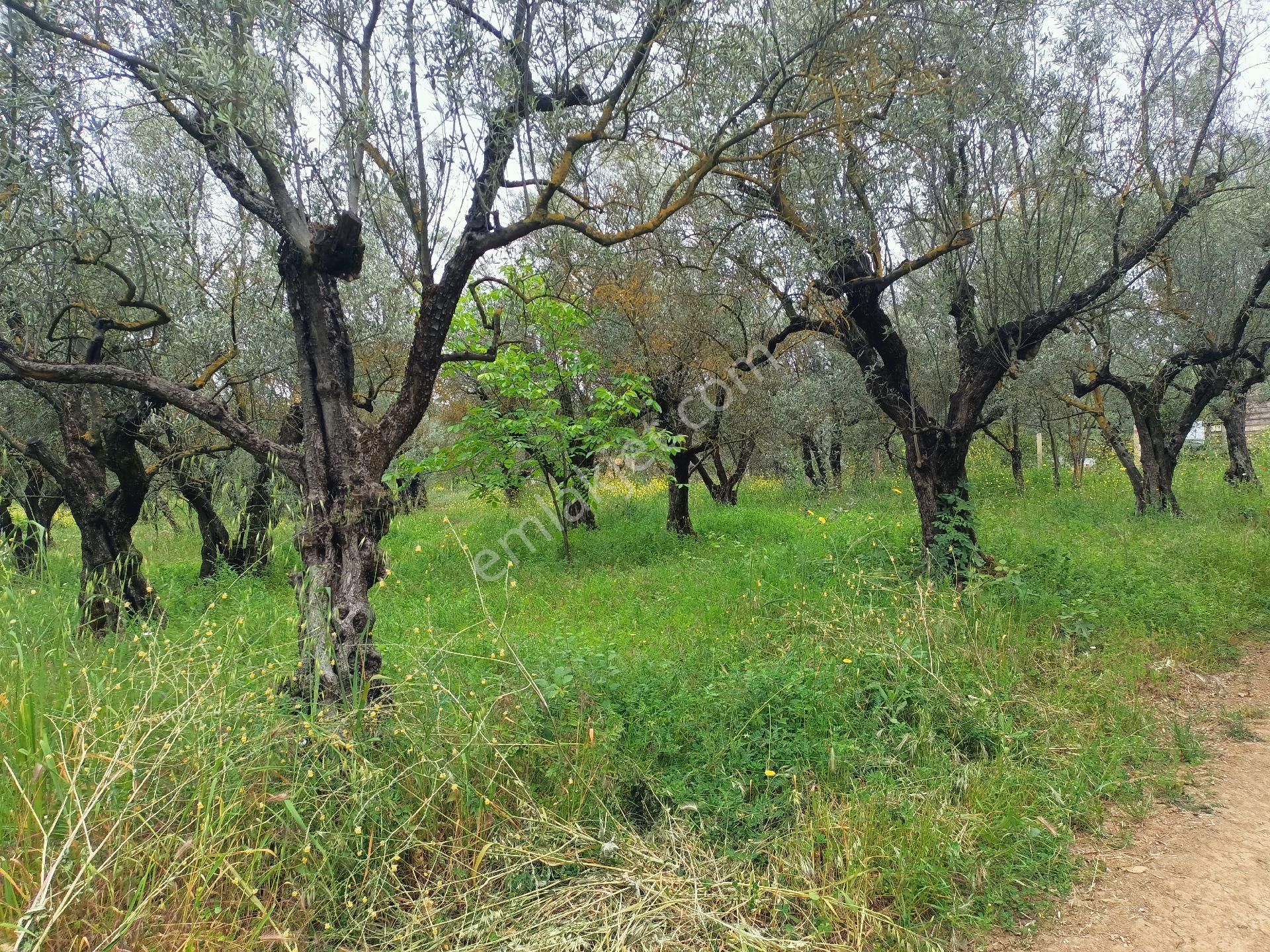 Gemlik Adliyede 3815m2 Yol Kenarı 150 Zeytin - Görsel 5