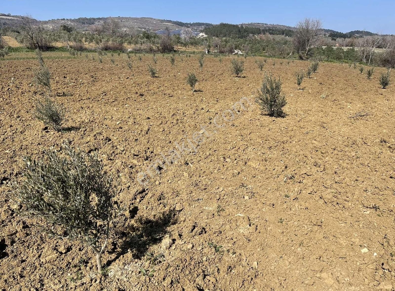 Akçaavlu Mah. Satılık Zeytinlik