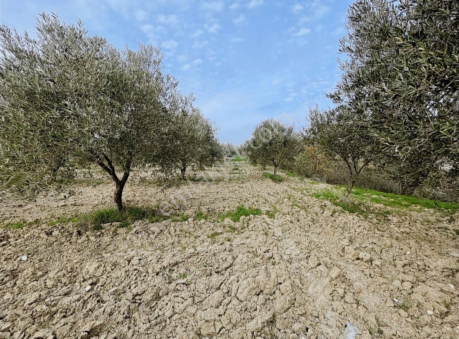 Bayat-musahoca-küçükyaya Satılık Zeytinlikler - Görsel 19