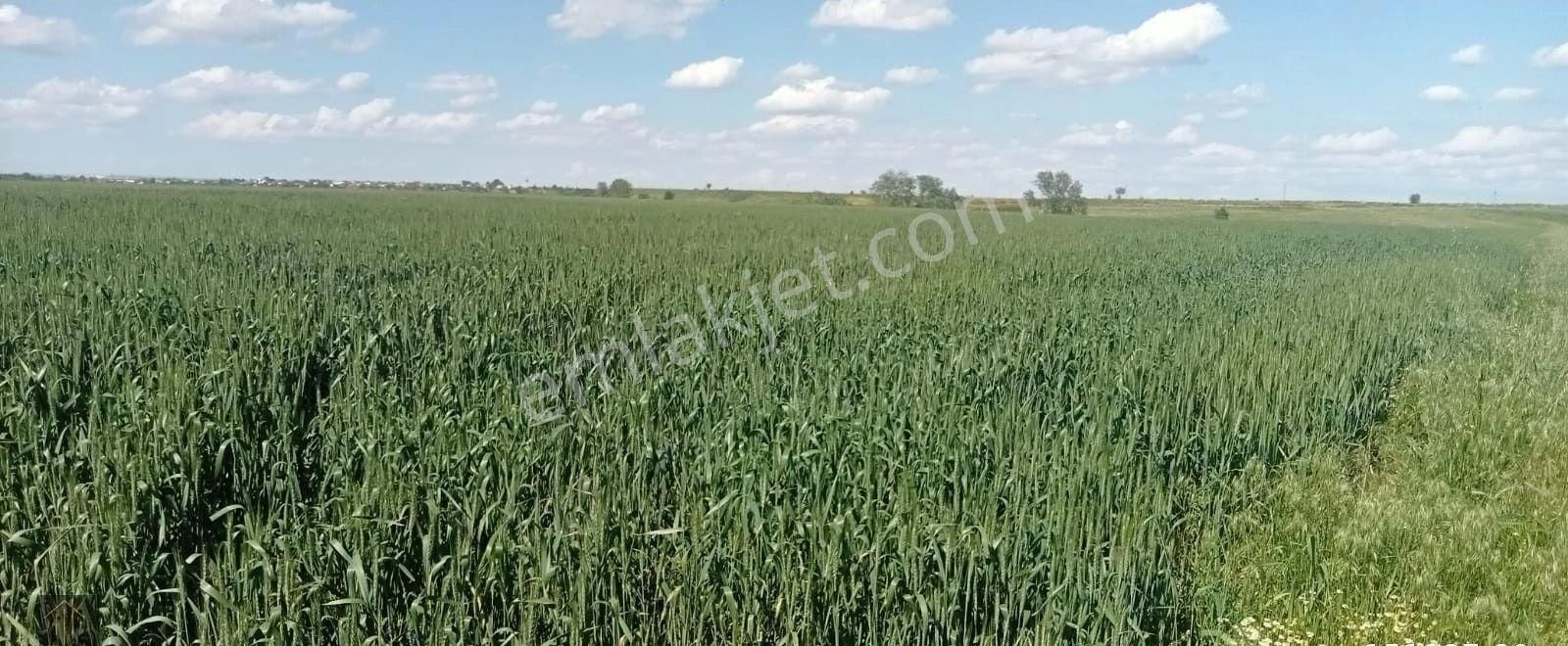 Edirne Öyüklütatar Köyünde Satılık 4800 M2 Tarla