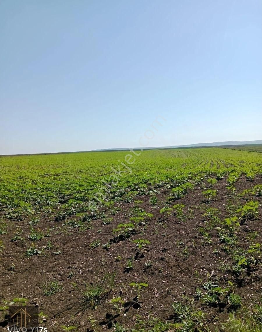 Edirne Budakdoğanca Köyünde Satılık 51 Dönüm Tek Parça Tarla
