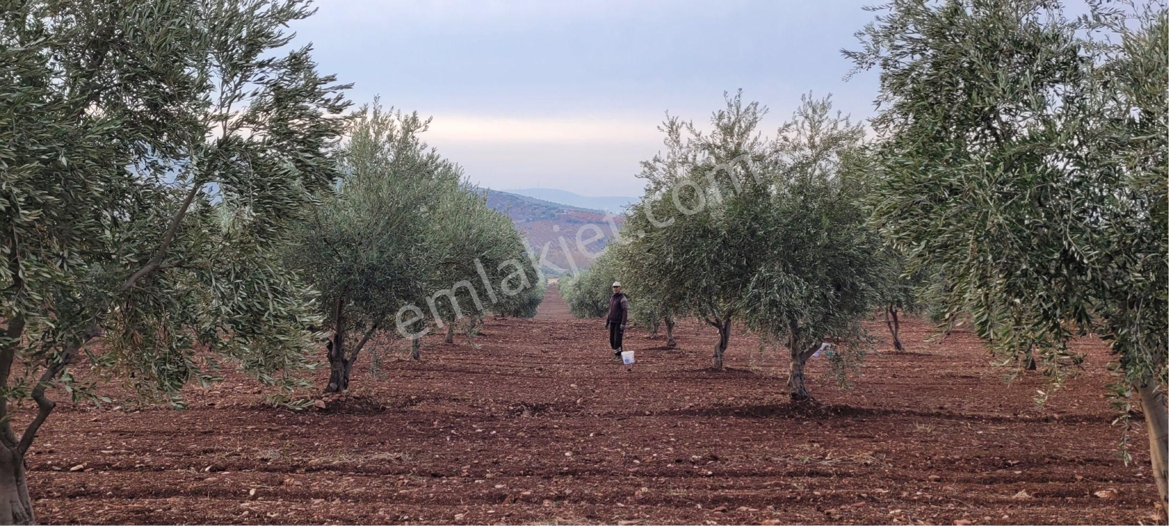 Kilis Musabeyli Hacılara 66 Dönüm 1600 Ağaç Asfalt Üstü Satılık Zeytinlik