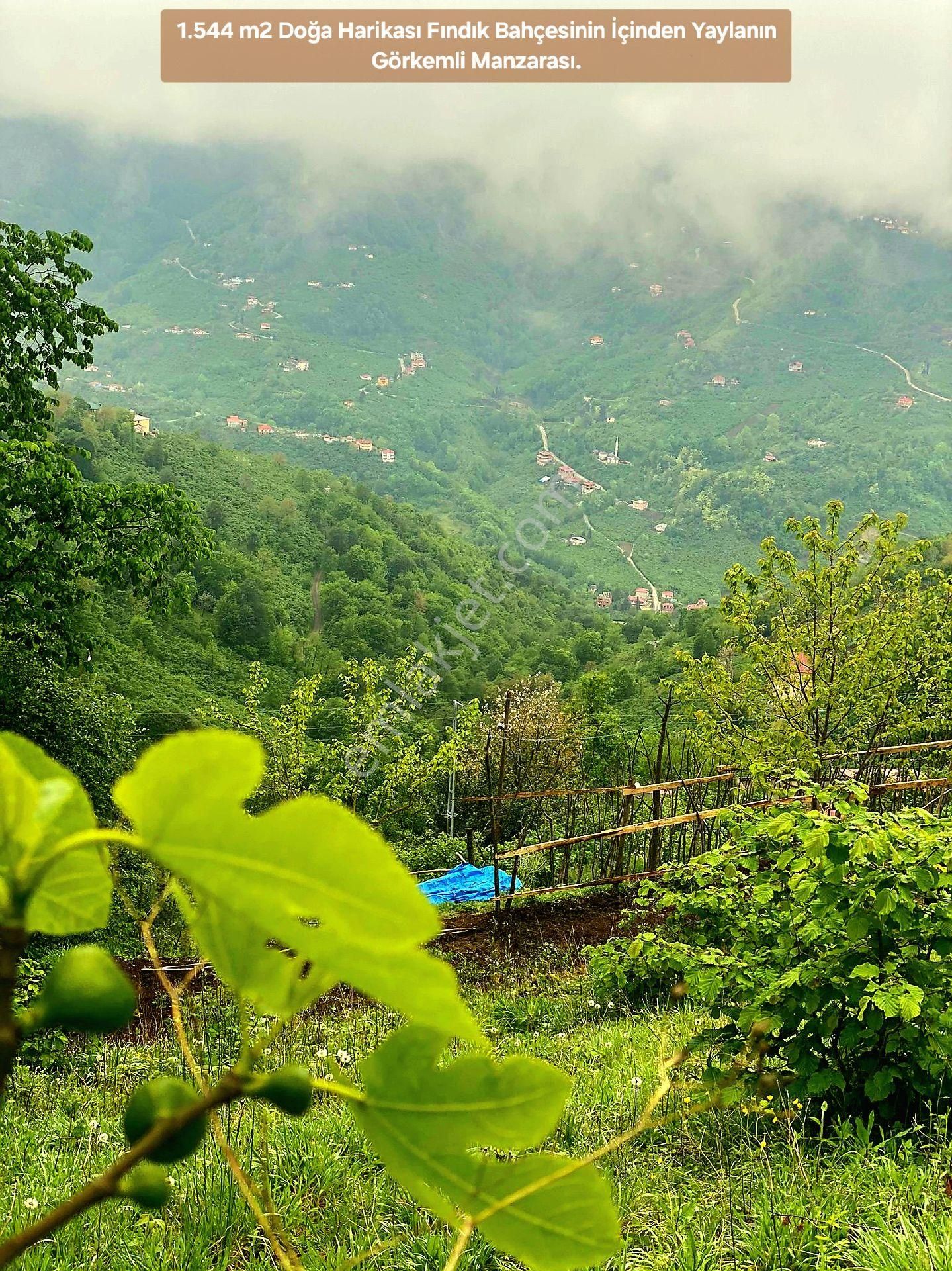 Trabzon Vakfıkebir İshaklı'da Denize Yakın 1.544 M2 Fındık Bahçesi. Açıklamayı Okuyunuz