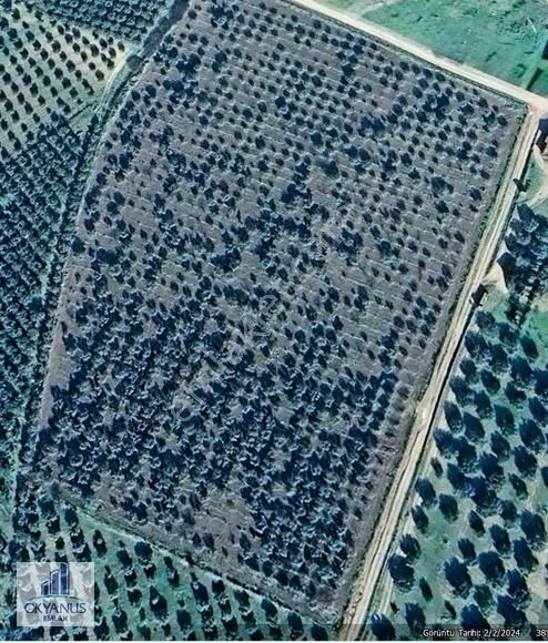 Büyükbelende 29.300 M2 Zeytinlik,3 Adet Sondaj, Resmi Elektrik