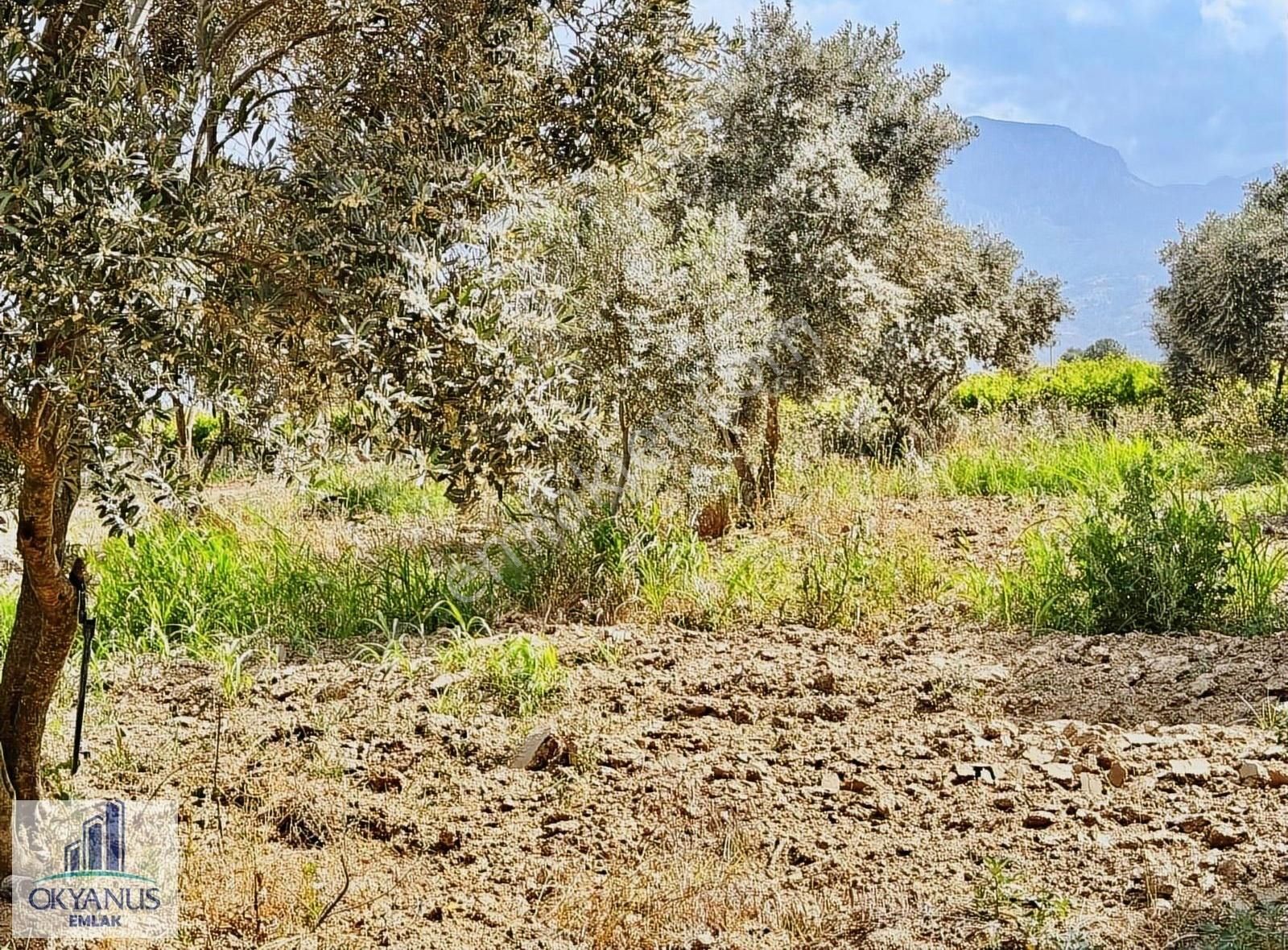 Veziroğlun Da 3.200 M2 Zeytinlik ,asfalta 800 Mt, Su Var