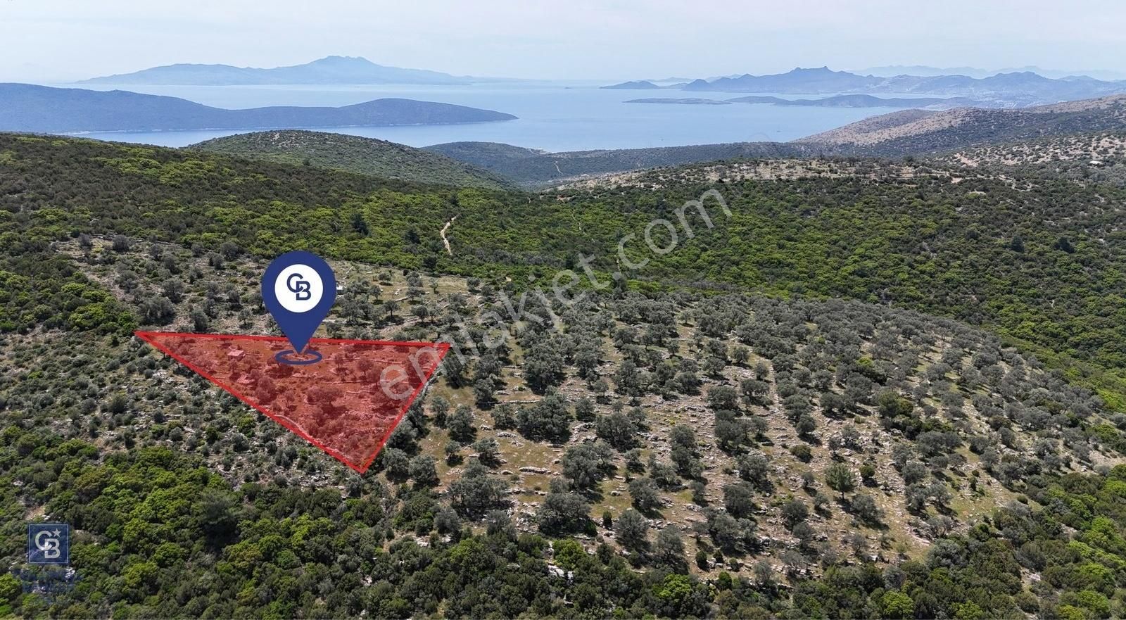 Bodrum Kızılağaç Tek Tapu Satılık Zeytinli Tarla
