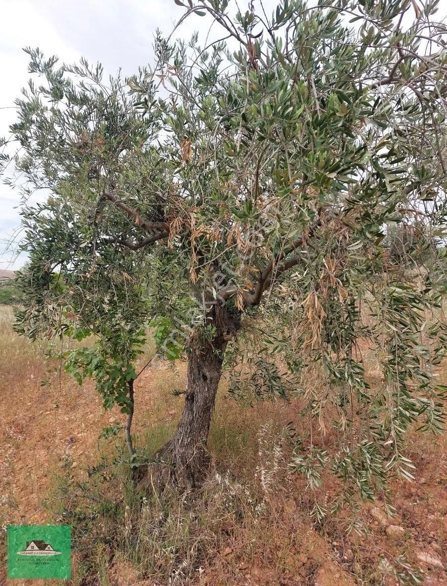 Sekilide 2.org. San. Bölgesinin Karşısında Yatırımlık Arazi. - Görsel 14