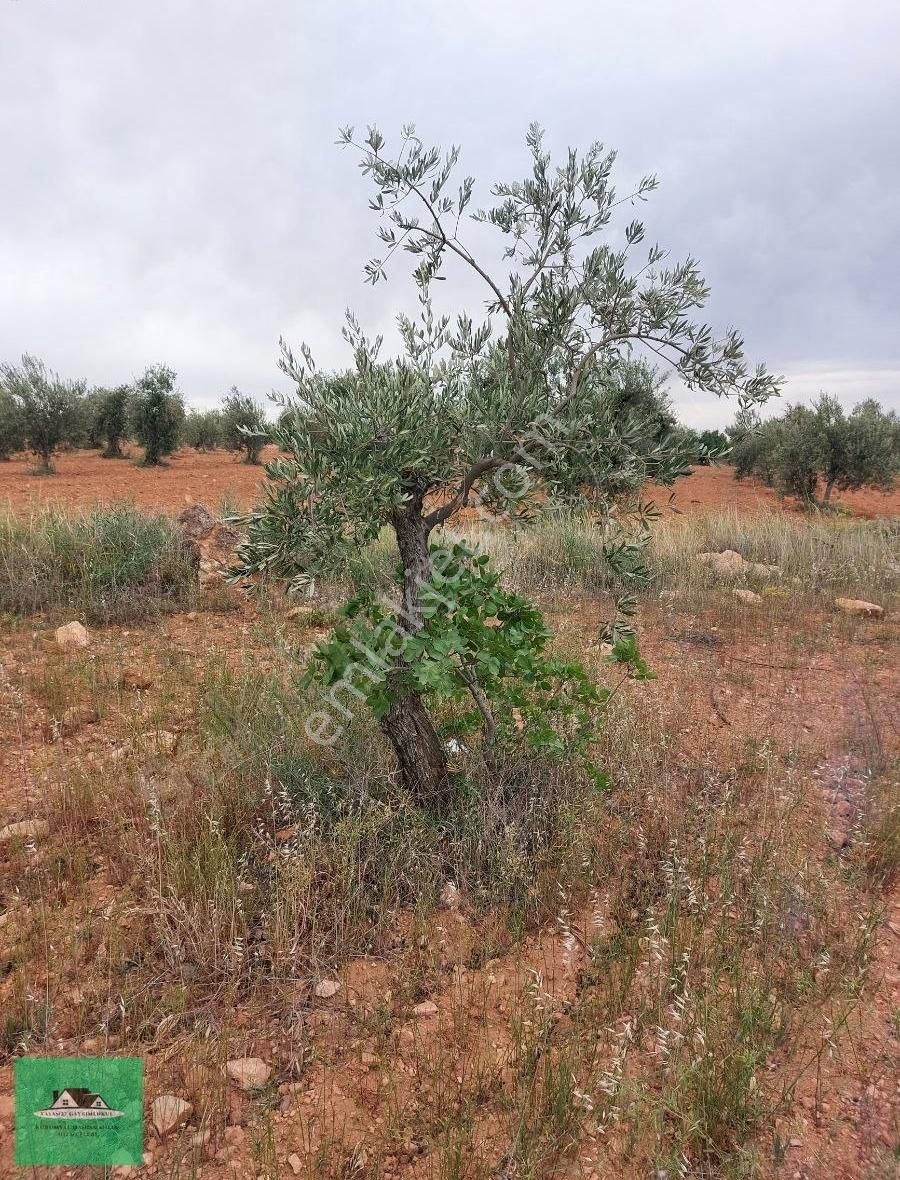 Sekilide 2.org. San. Bölgesinin Karşısında Yatırımlık Arazi. - Görsel 21