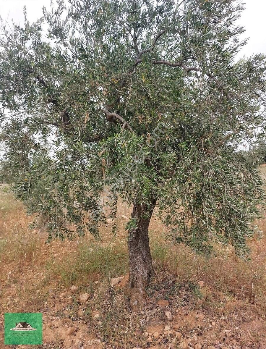 Sekilide 2.org. San. Bölgesinin Karşısında Yatırımlık Arazi. - Görsel 13