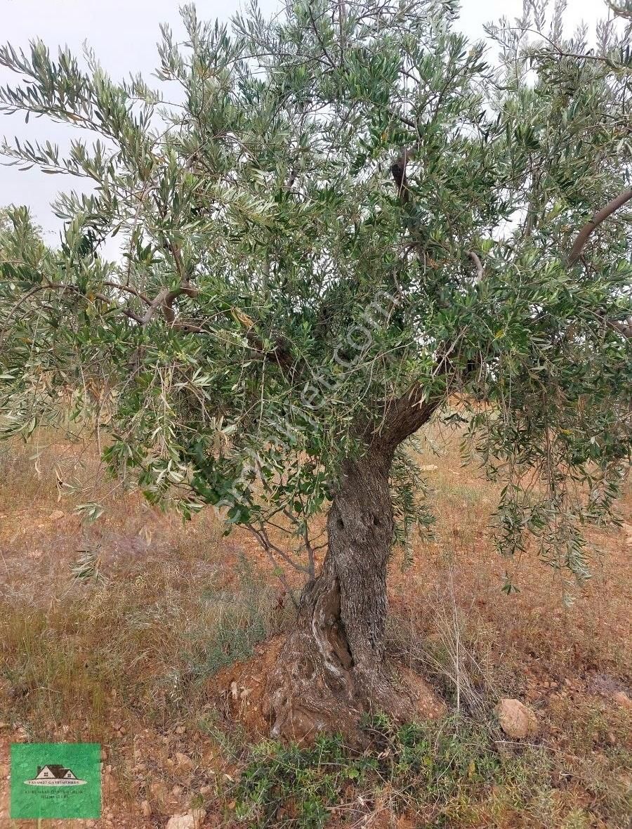 Sekilide 2.org. San. Bölgesinin Karşısında Yatırımlık Arazi. - Görsel 6
