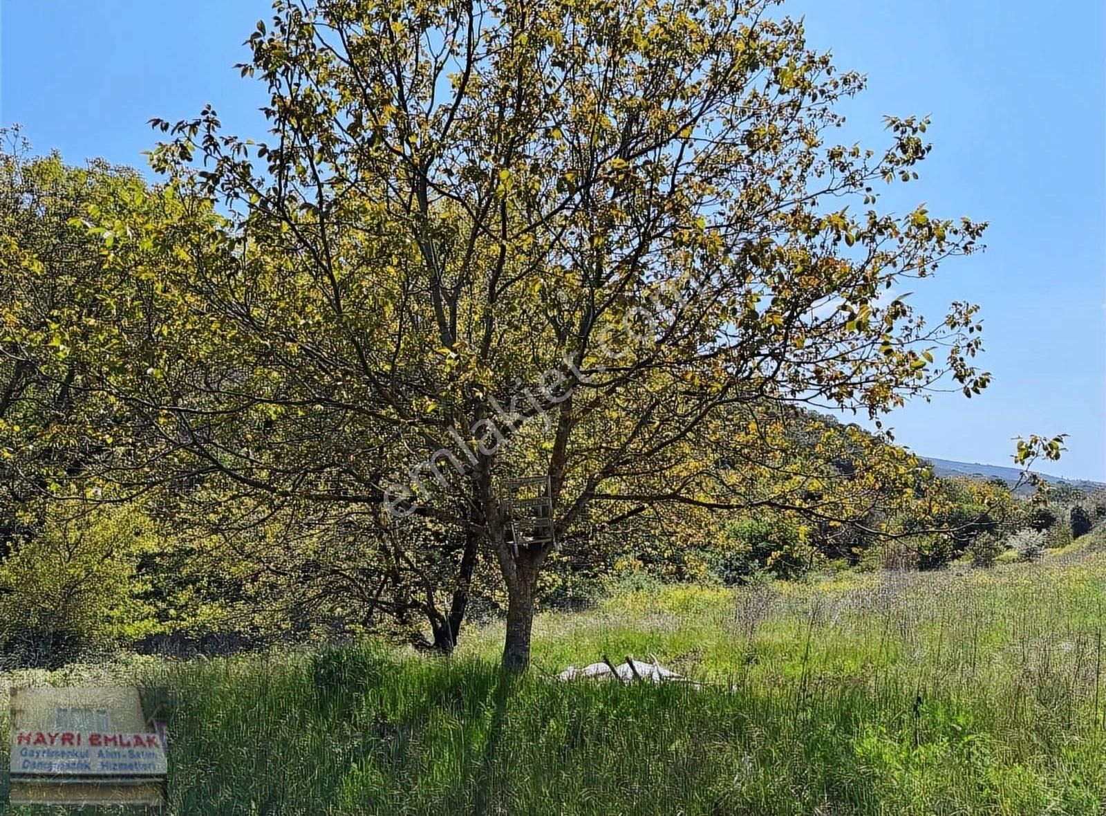 Gemlik Küçük Kumla Da Baraj Yanı Satılık Tarla - Görsel 5