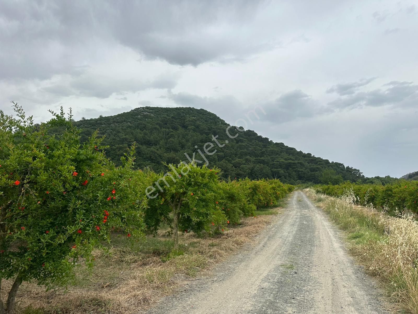 Dalyan Da Köşe Parsel Müstakil Tapu 6270 M2 Tarla Satılık