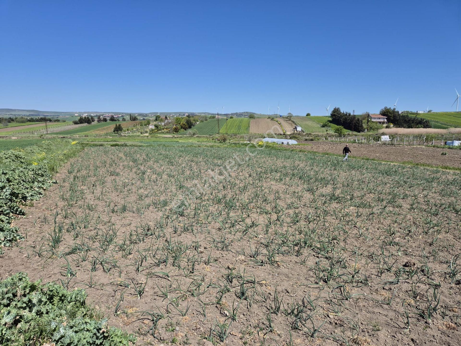 K.kılıçlı Mahallesinde 2000m2 Yola Cephe Tarla!!!