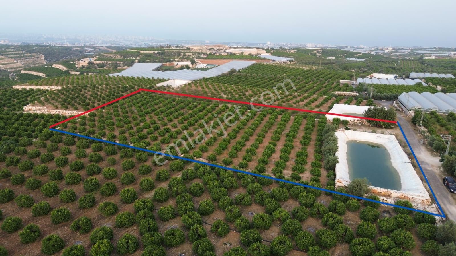 Erdemli Üçtepe De Satılık Limon Bahçesi...