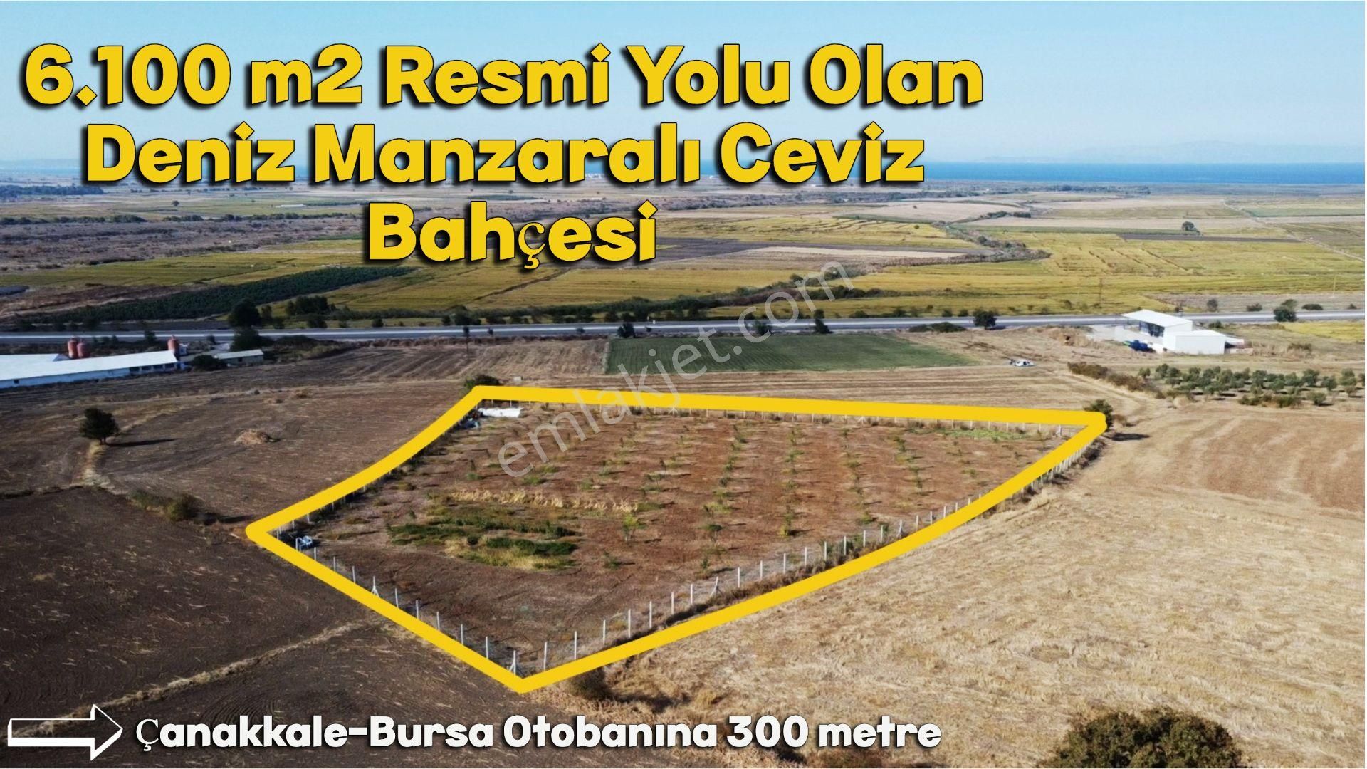 6.100 M2 Resmi Yolu Olan Deniz Manzaralı Ceviz Bahçesi