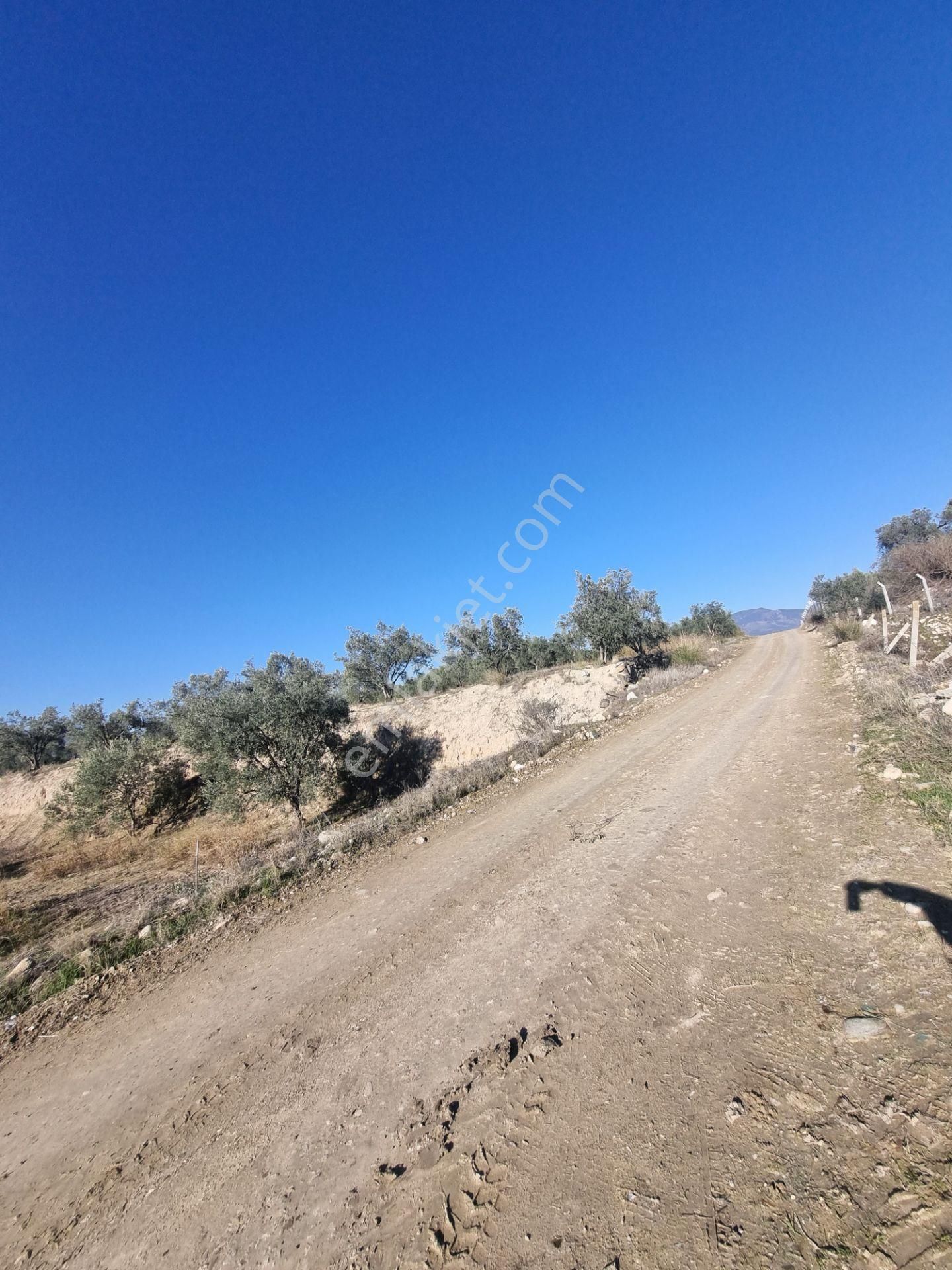 Karacasu Yenice Mevkiinde 45 Dönüm Satılık Zeytin Bahçesi - Görsel 21